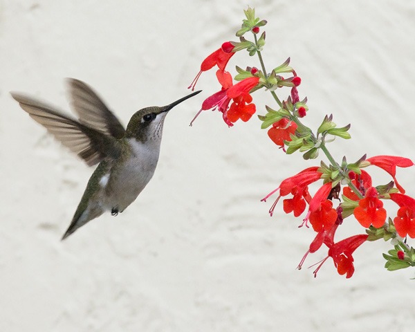 Ask Mr. Sage: What Tropical Sage Should I Select?