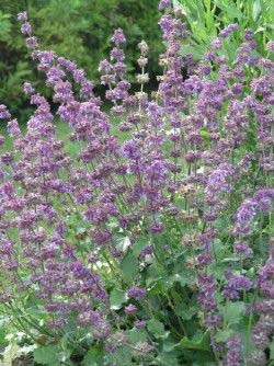 Salvia Soothes Eye, Heart and Honeybees in Remembrance Gardens