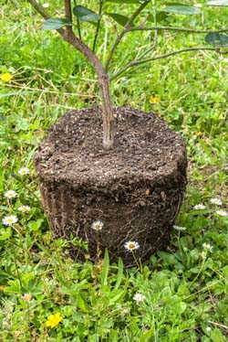 Ask Mr. Sage: How to Prevent Root Disease in Plants for Dry Gardens