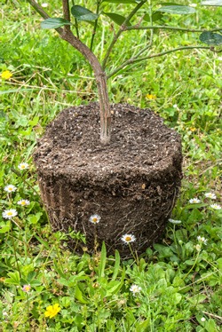 Ask Mr Sage: What do I do with a dry root ball?