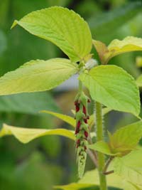 Salvia Small Talk: Cooking with Salvia Flowers