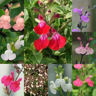 Drought-Resistant Beauties: A Guide to the Salvia greggii and S. microphylla Group