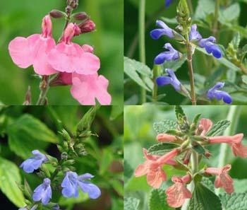 Four Top Drought-Resistant Perennials for Dry Shade