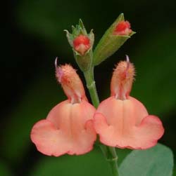 New at FBTS: Salvia x jamensis 'California Sunset'