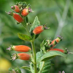 Bat-Faced Beauty: Gardeners & Hummingbirds Love Cuphea schumannii
