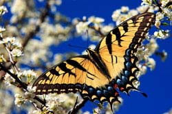 Salvia Small Talk: A Bodacious Butterfly Name