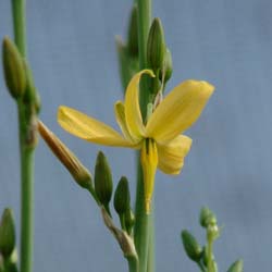 New at FBTS: Butterflies Love Perennial Echeandia Texensis