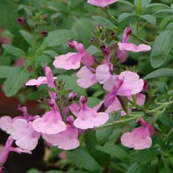 Cultivating Color: Tracking the Elusive History of Autumn & Mountain Sage Warm Pastel Hybrids -- Part II