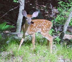 Sage Words About Wildlife: Do Deer Devour Salvia?