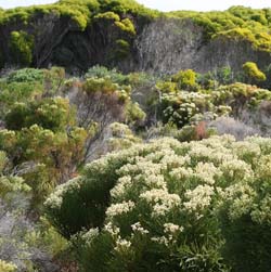 Plant Safari Salvia in the South African Fynbos -- Part 1