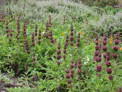 Quick Digs: Salvia Groundcovers Suppress Weeds