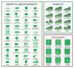 Salvia Small Talk: Learning Leaf Talk