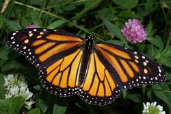 Sage Words About Wildlife: Threats to Monarch Butterfly Migration