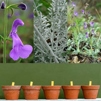 Ask Mr. Sage: What Salvias Grow Well in Containers?