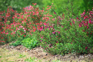 Salvias at Palmyra