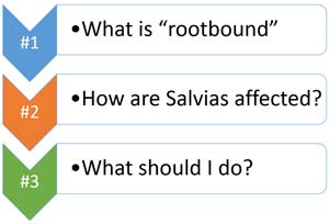 Rootbound Salvias: Assessment & Treatment