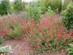Quick Digs: Spring Weeds in Salvia Gardens