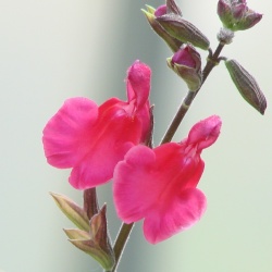 Salvia greggii 'Señorita Leah'