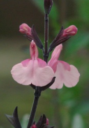 Salvia greggii 'Señorita Leah'