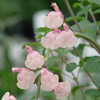 Cultivating Color: Tracking the Elusive History of Autumn & Mountain Sage Warm Pastel Hybrids -- Part I