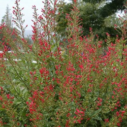 Red Birds in a Tree: How a Rare Wildflower Became a Hummingbird Garden Star