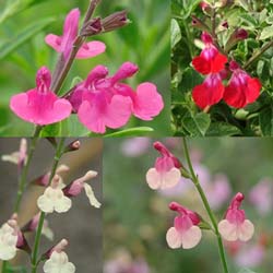 New at FBTS: Suncrest Salvias