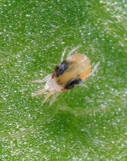 Battles in the Salvia Garden: Controlling Spider Mites - Part II