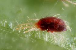 Battles in the Salvia Garden: Controlling Spider Mites - Part I