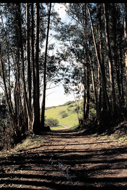 Some of the famous Eucalyptus trees of Tilden Park