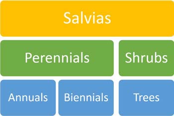 Getting Started: Annual, Perennial and Shrub Sages