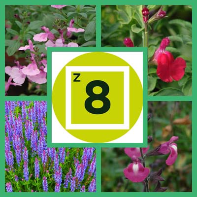 Getting Started: Salvias for Zone 8