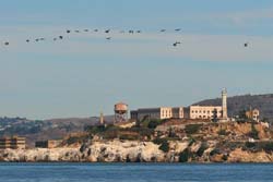 Salvia Small Talk: The Gardens and Sages of Alcatraz