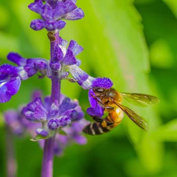 Types of Bees Working in Your Garden