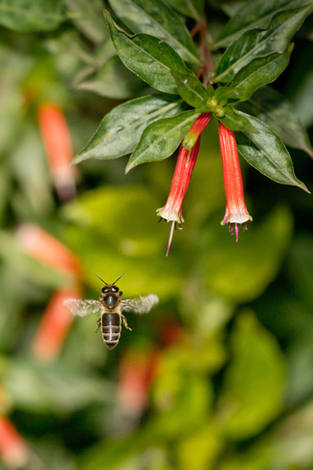 A bee headed toward a Cuphea