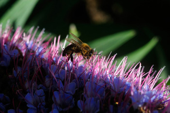 A bee on an Echium