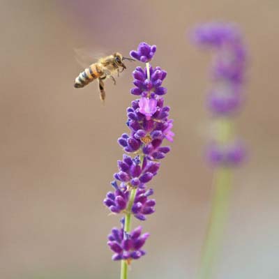 The Not-So-Secret Lives of Honeybees