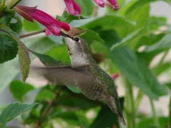 Salvia Small Talk: Why Birds Love Red Flowers