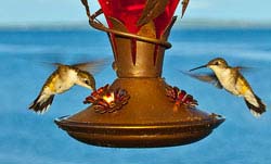 Sage Words About Wildlife: Birdbath and Hummingbird Feeder Care