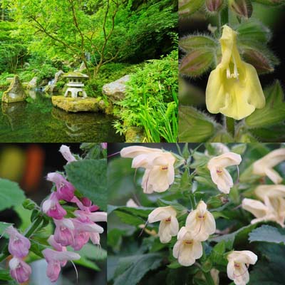 Made for Shade: Japanese Woodland Salvias