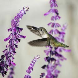 Sage Words about Wildlife: 4 Seasons of Hummingbird Salvias