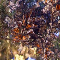Monarch butterflies in Pacific Grove, California