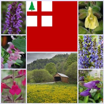 Getting Started: Salvias for New England