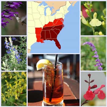 Getting Started: Salvias for the Coastal Southeast