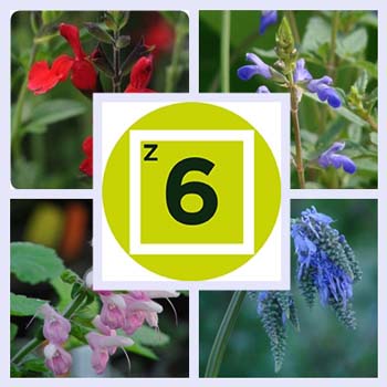 Getting Started: Types of Salvias for Zone 6