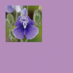 Pantone Pageant: Designer African Violet Salvias and Companions