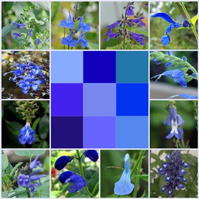 True Blue Salvias You Can Rely On for Garden Serenity