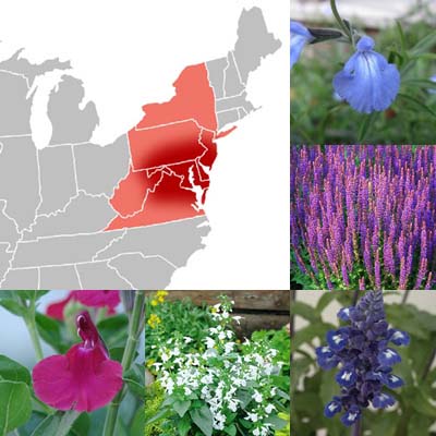 Getting Started: Salvias for the Mid-Atlantic