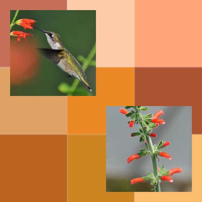 Big Orange Bedding Plant Beauties for Hummingbirds