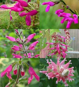 Salvias Down South: 15 Sages to Pink Up Landscapes