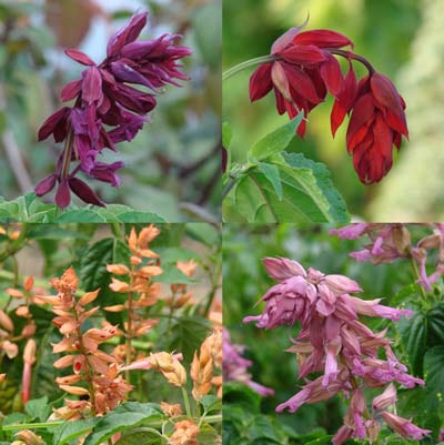 Bedding Plant Royalty: Splendid Salvia Splendens